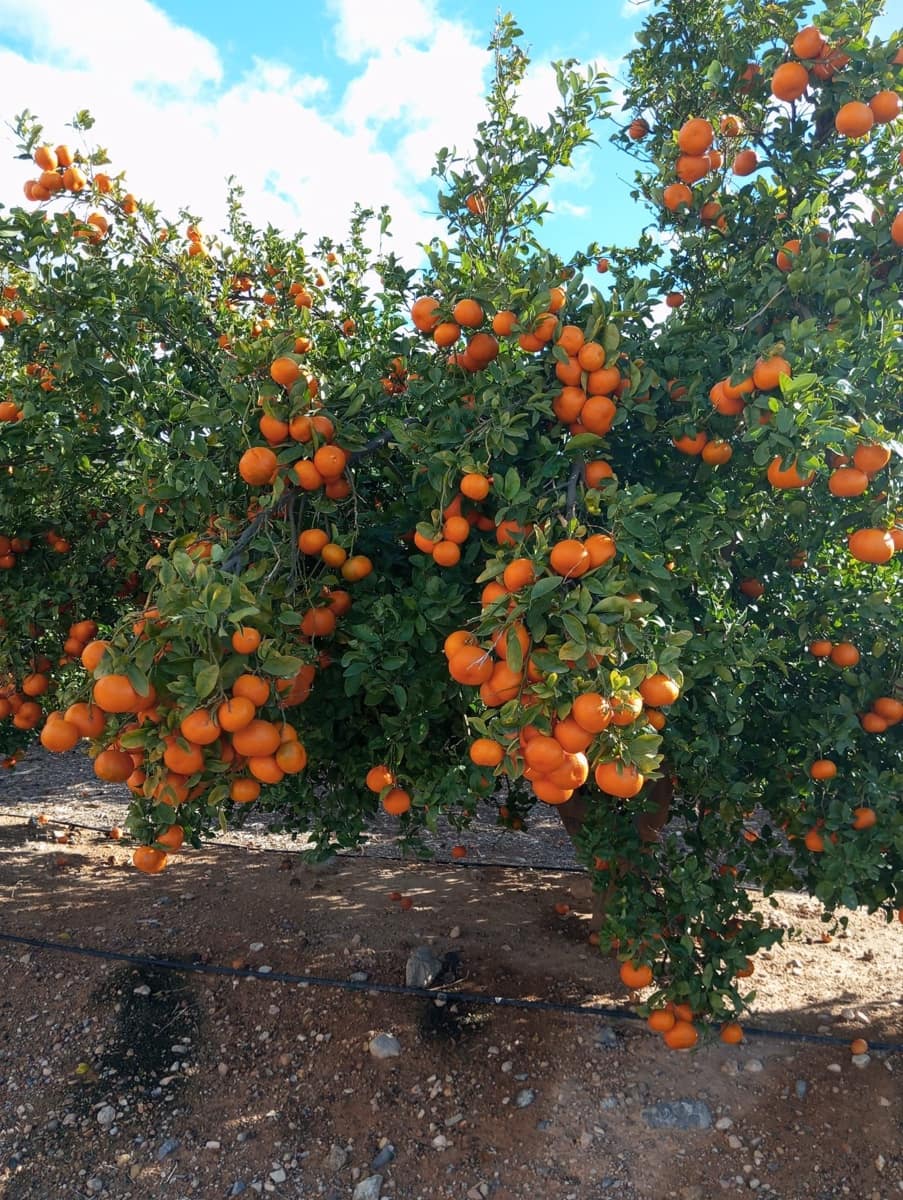 Finca/Landehus til salg i Murcia by - € 7.000.000 (Ref: 9495085)