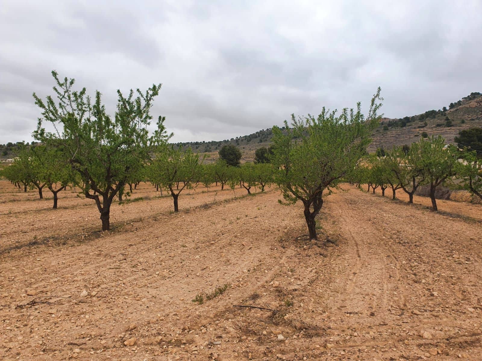 Quinta/Casa Rural para venda em Alicante cidade - 500 000 € (Ref: 9495086)