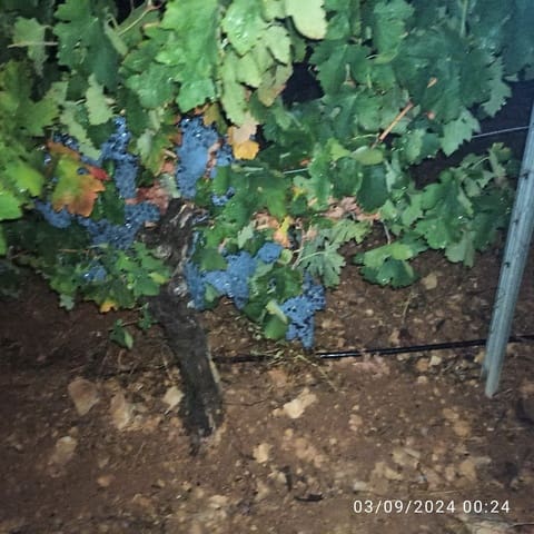 Finca/Country House for sale in Requena - € 600,000 (Ref: 9495087)