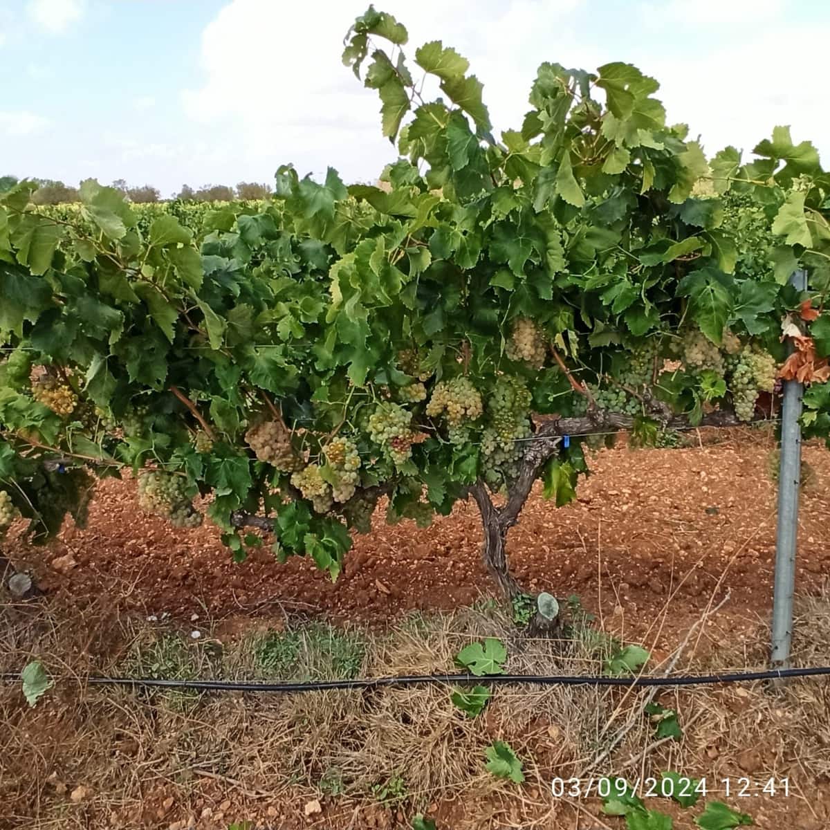 Finca/Country House for sale in Requena - € 600,000 (Ref: 9495087)