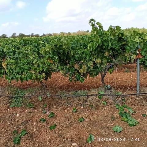 Finca/Country House for sale in Requena - € 600,000 (Ref: 9495087)