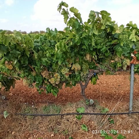 Finca/Country House for sale in Requena - € 600,000 (Ref: 9495087)