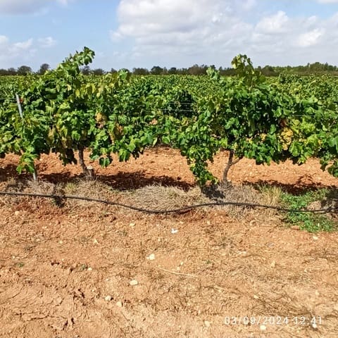 Finca/Country House for sale in Requena - € 600,000 (Ref: 9495087)