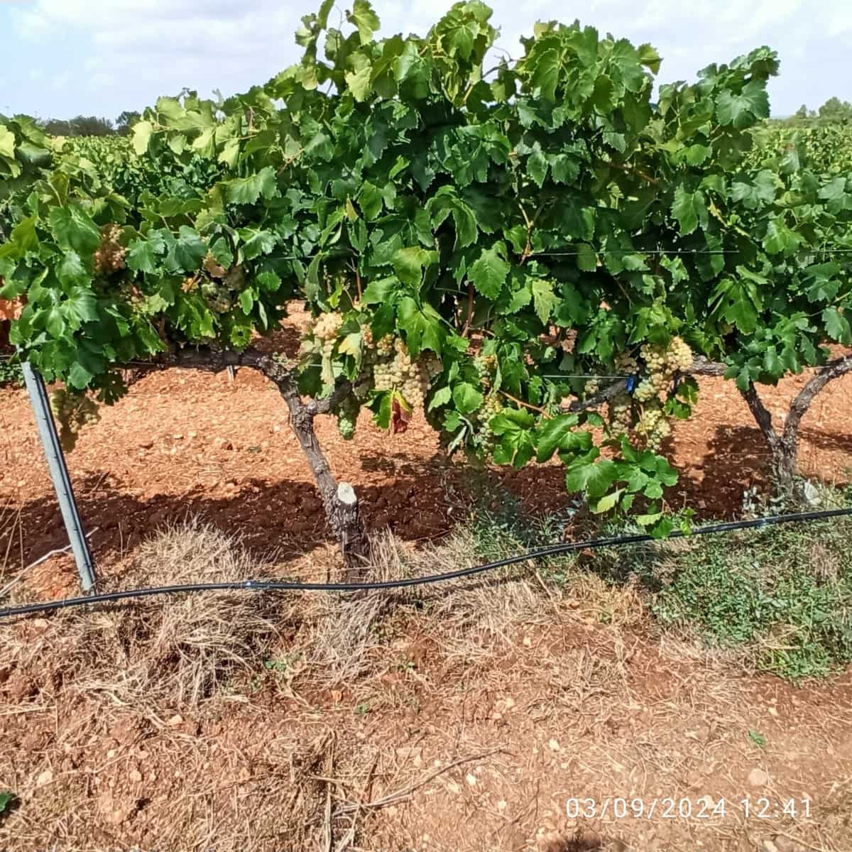 Finca/Country House for sale in Requena - € 600,000 (Ref: 9495087)