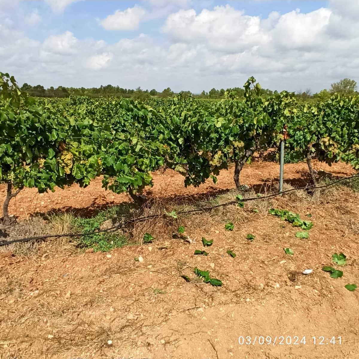 Finca/Country House for sale in Requena - € 600,000 (Ref: 9495087)