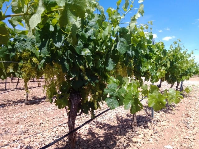 Finca/Country House for sale in Requena - € 600,000 (Ref: 9495087)