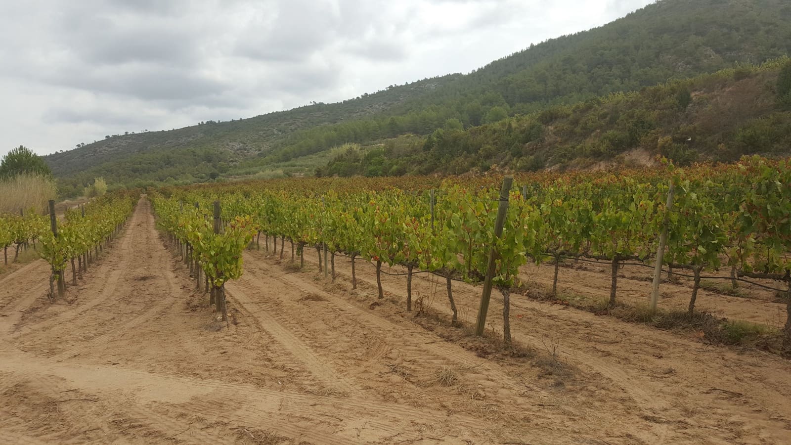 Finca/Country House for sale in Yecla - € 2,800,000 (Ref: 9495090)