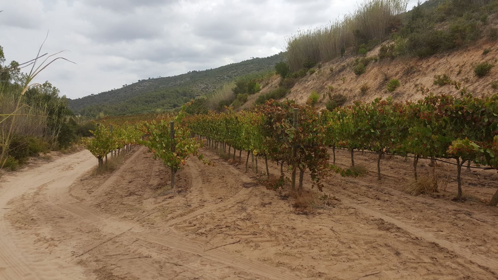 Finca/Country House for sale in Yecla - € 2,800,000 (Ref: 9495090)