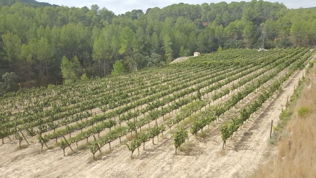 Quinta/Casa Rural para venda em Yecla - 2 800 000 € (Ref: 9495090)