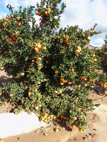 Finca/Landhuis te koop in Cuevas del Almanzora - € 15.000.000 (Ref: 9495093)