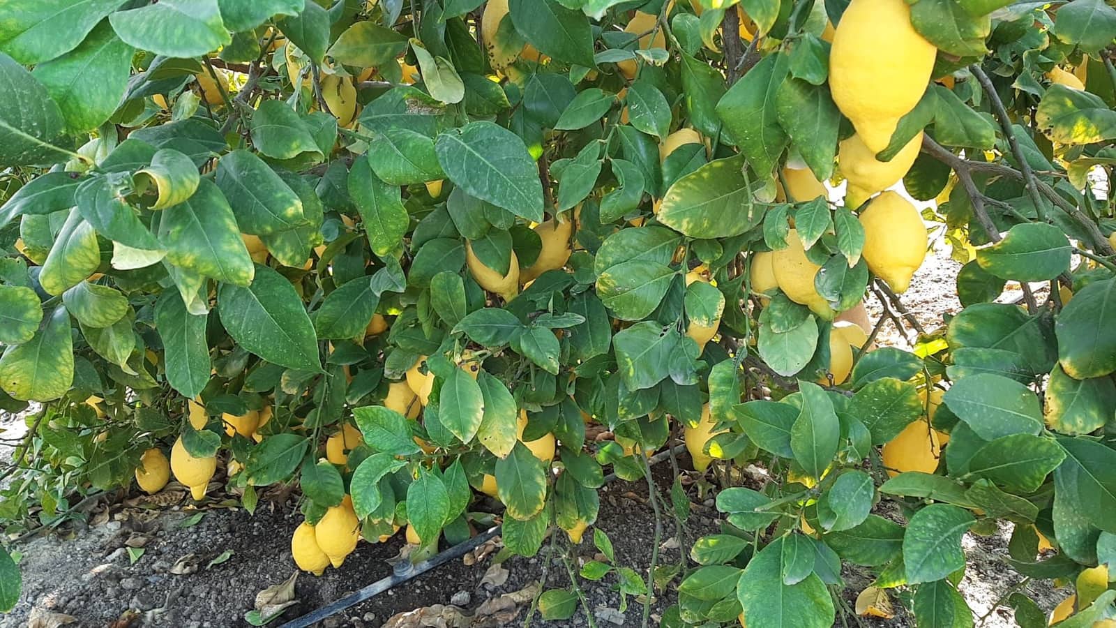 Finca/Casa Rural en Alicante / Alacant ciudad en venta - 24.000.000 € (Ref: 9495097)