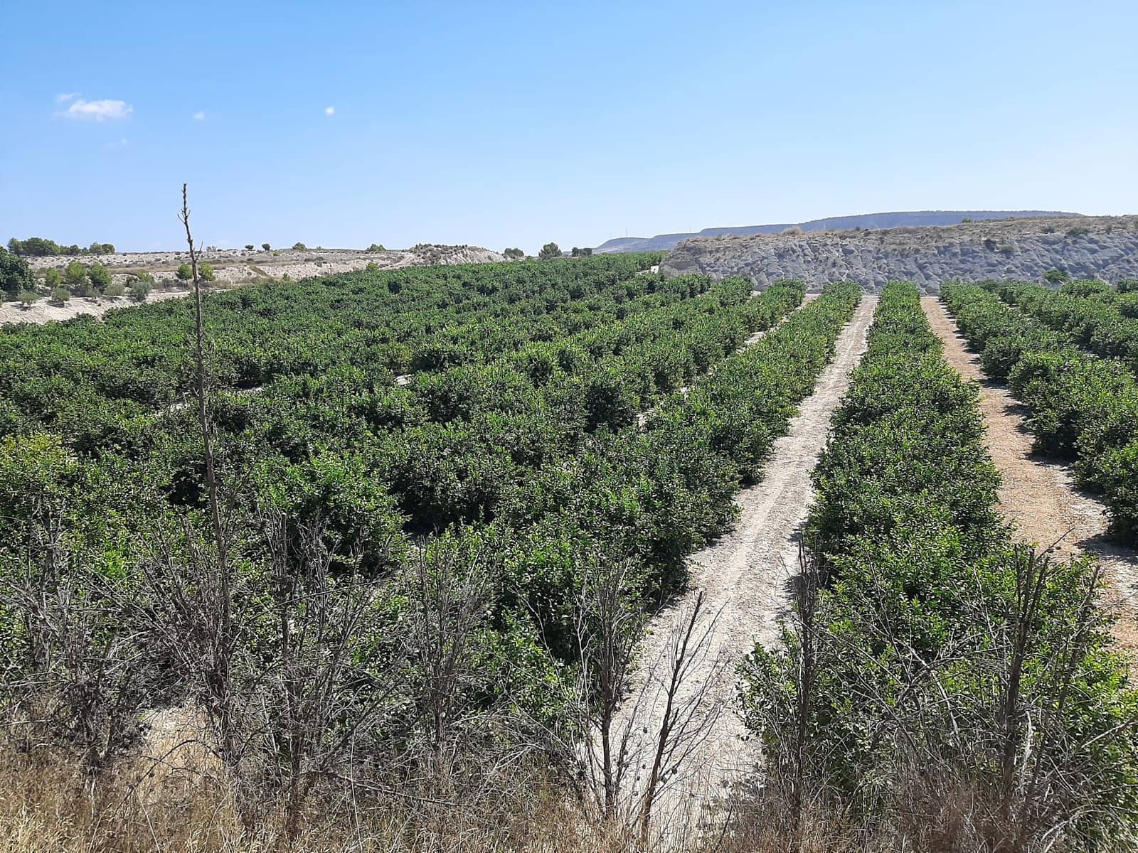 Finca/Casa Rural en Alicante / Alacant ciudad en venta - 24.000.000 € (Ref: 9495097)