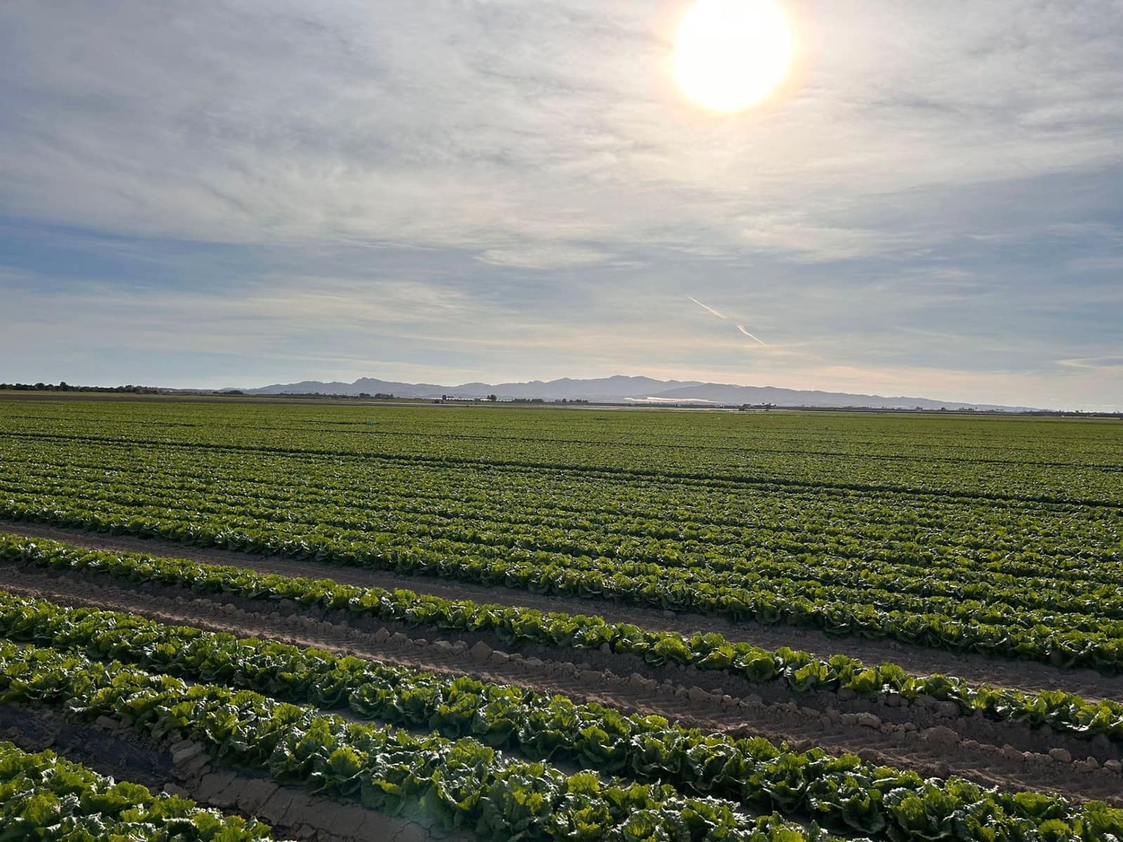 Finca/Hus på landet till salu i Murcia stad - 4 500 000 € (Ref: 9495098)