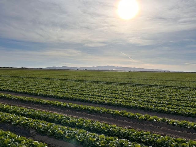 Finca/Hus på landet till salu i La Fama, Murcia stad - 4 500 000 € (Ref: 9495098)