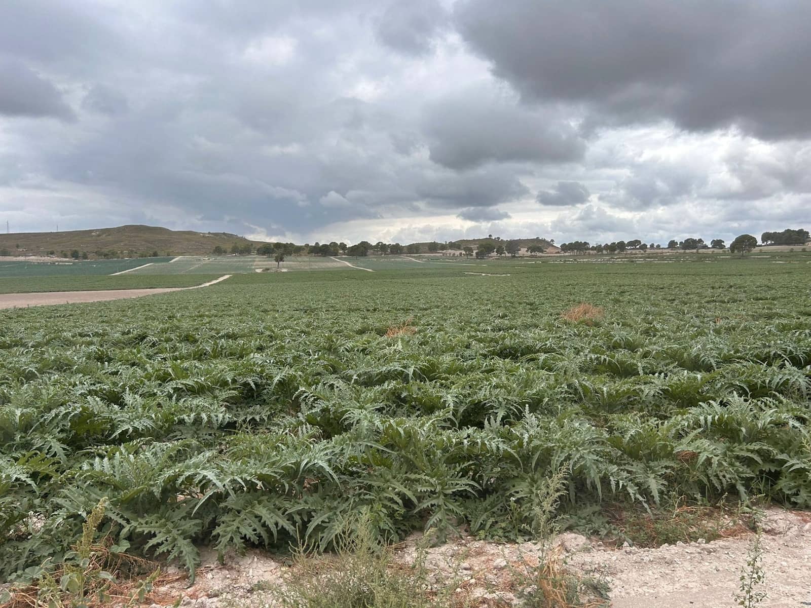 Finca/Hus på landet till salu i Murcia stad - 4 500 000 € (Ref: 9495098)