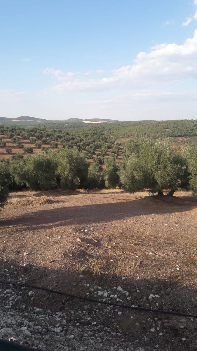 Finca/Country House for sale in Jaen city - € 3,800,000 (Ref: 9495099)