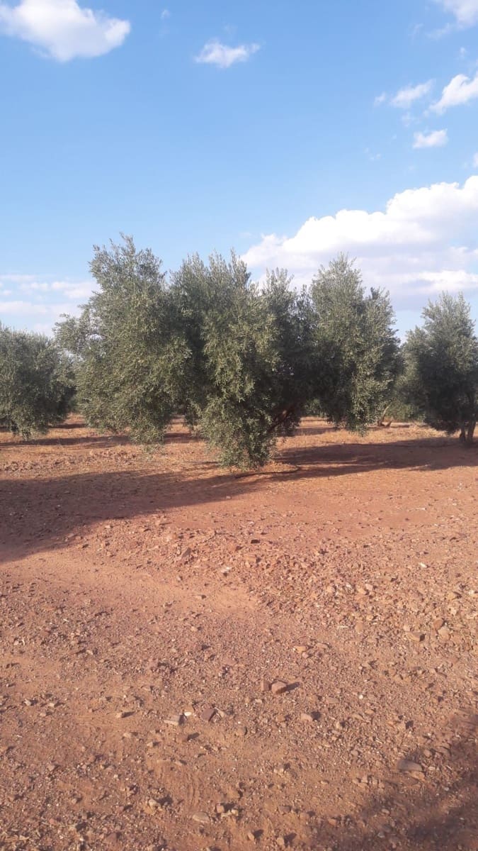 Finca/Country House for sale in Jaen city - € 3,800,000 (Ref: 9495099)