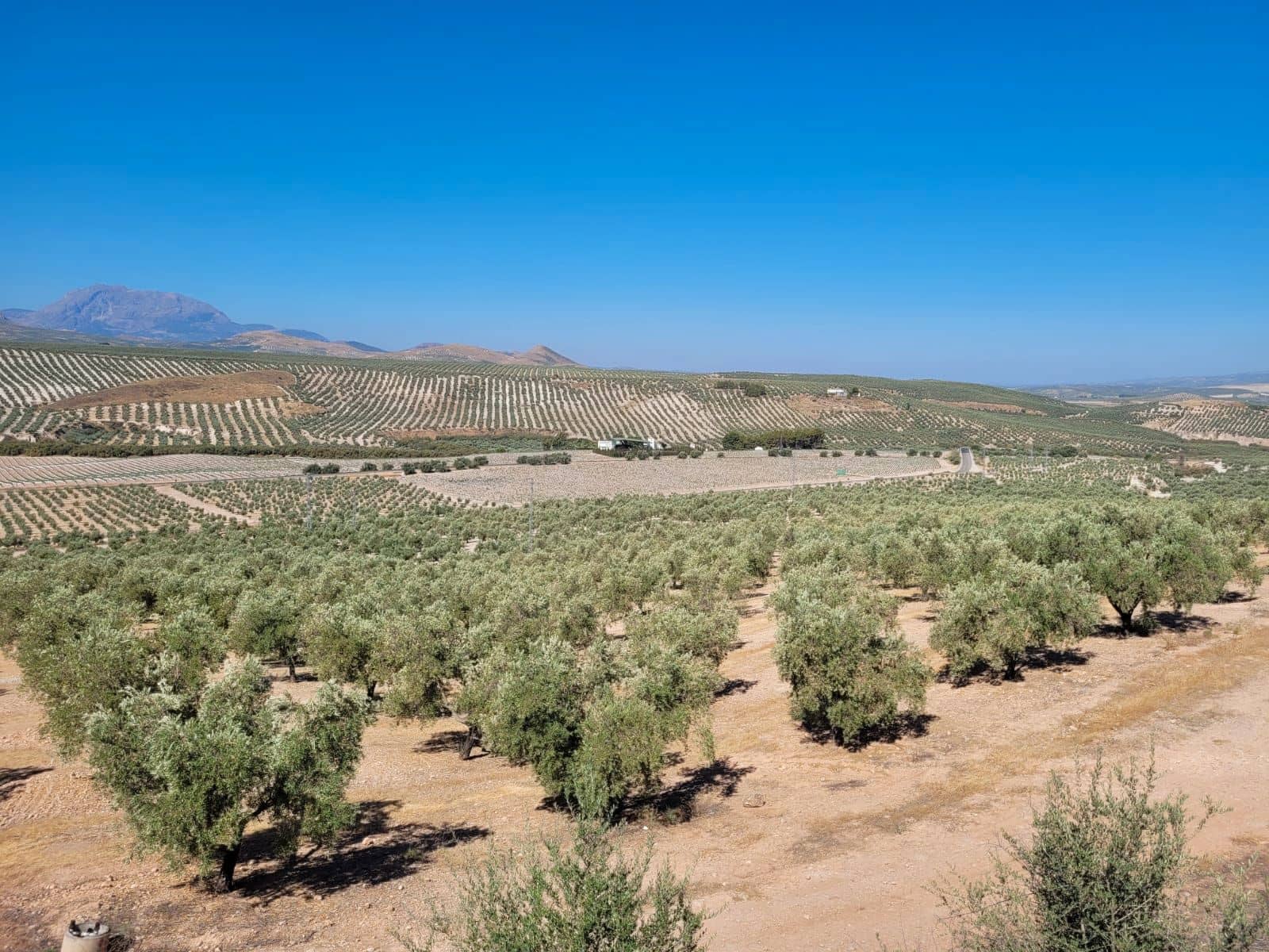 Finca/Country House for sale in Ubeda - € 12,000,000 (Ref: 9495102)