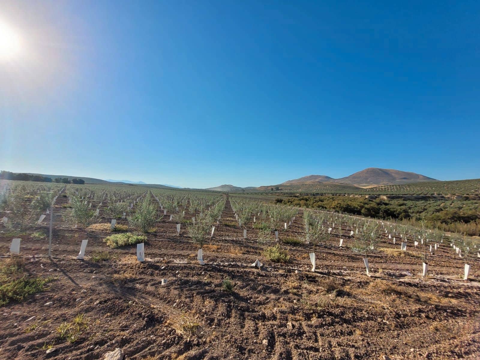 Finca/Country House for sale in Ubeda - € 12,000,000 (Ref: 9495102)