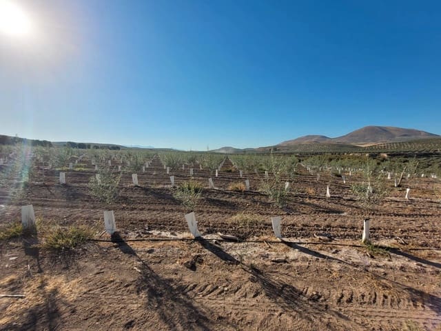 Finca/Casa Rural en Ubeda en venta - 12.000.000 € (Ref: 9495102)