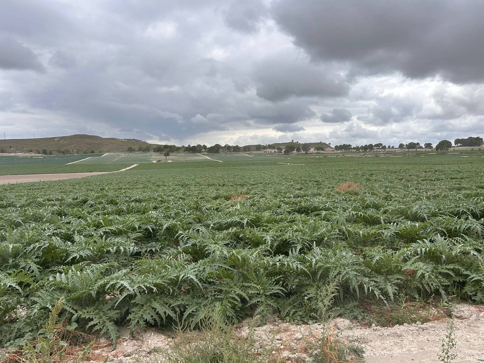 Finca/Casa Rural en Alhama de Murcia en venta - 920.000 € (Ref: 9495103)