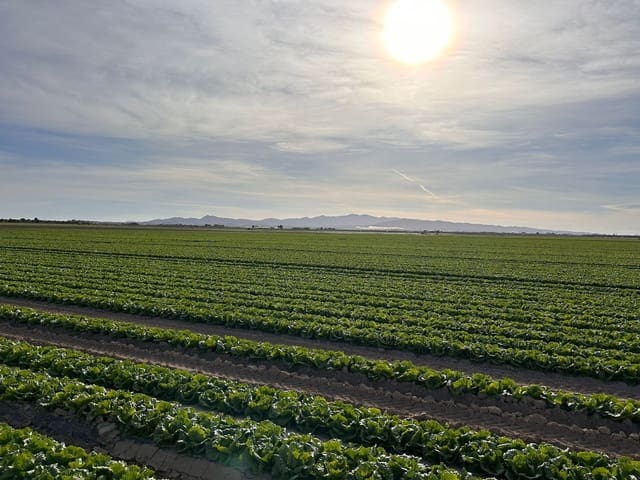 Finca/Casa Rural en Alhama de Murcia en venta - 920.000 € (Ref: 9495103)