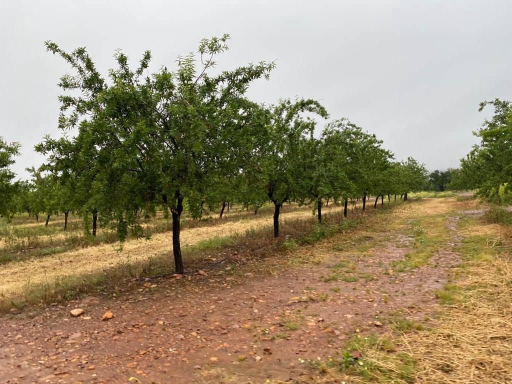 Finca/Country House for sale in Yecla - € 4,900,000 (Ref: 9495105)