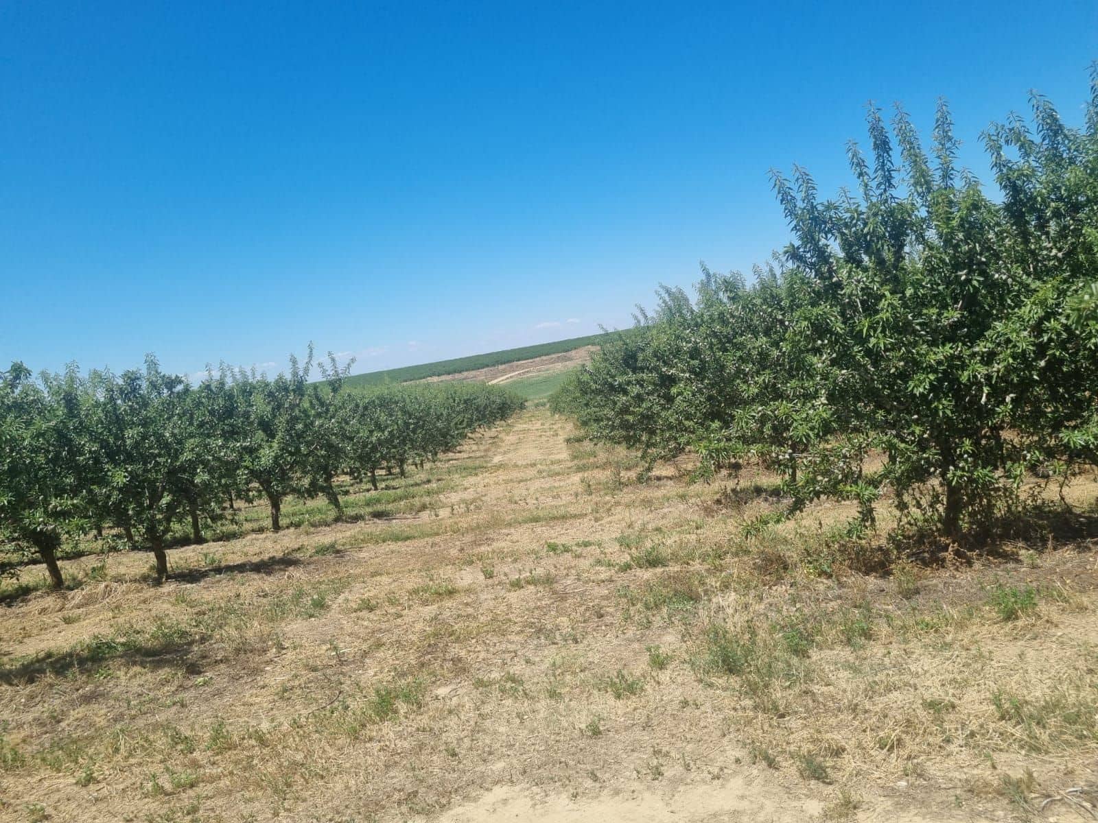 Finca/Country House for sale in Yecla - € 4,900,000 (Ref: 9495105)