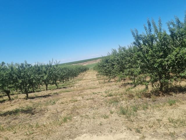 Quinta/Casa Rural para venda em Yecla - 4 900 000 € (Ref: 9495105)