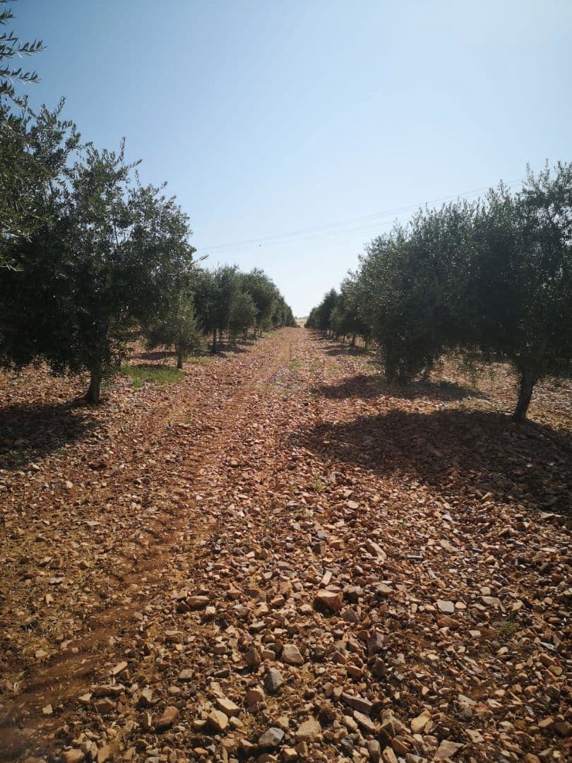 Finca/Country House for sale in Seville city - € 8,000,000 (Ref: 9495106)