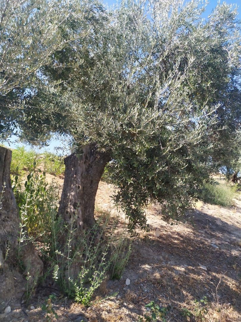 Finca/Country House for sale in Seville city - € 8,000,000 (Ref: 9495106)