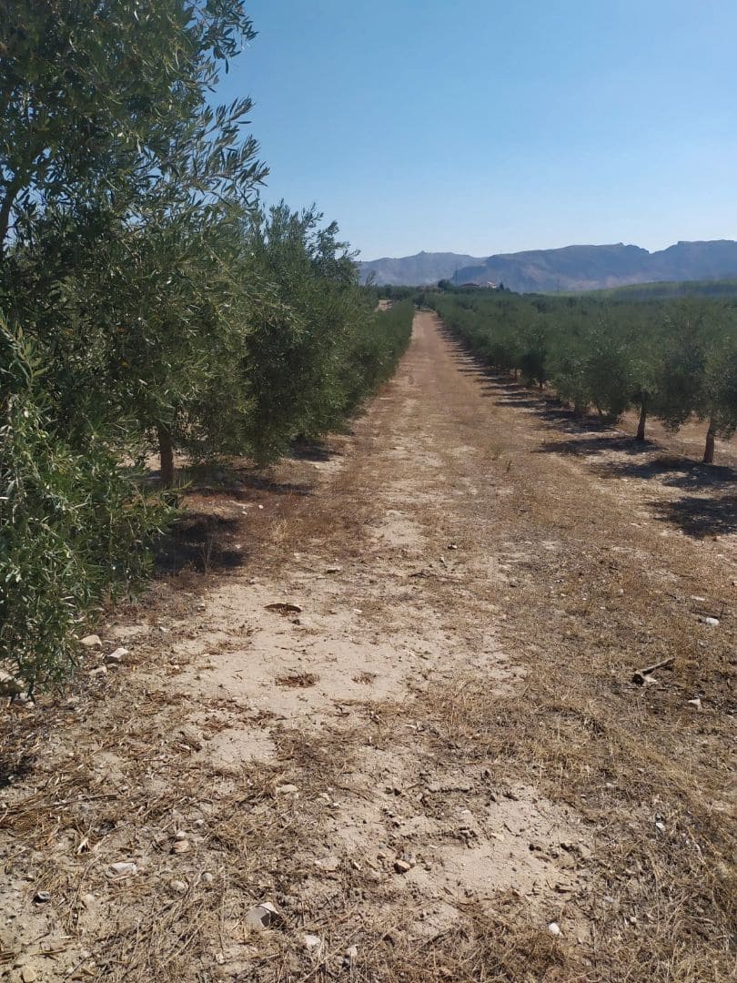 Finca/Country House for sale in Seville city - € 8,000,000 (Ref: 9495106)