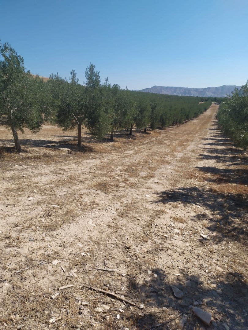 Finca/Country House for sale in Seville city - € 8,000,000 (Ref: 9495106)