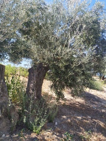 Finca/Country House for sale in Santa Cruz, Seville city - € 8,000,000 (Ref: 9495106)