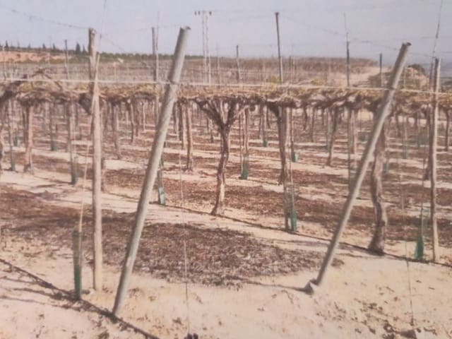 Finca/Country House for sale in Muchamiel / Mutxamel - € 14,000,000 (Ref: 9495107)