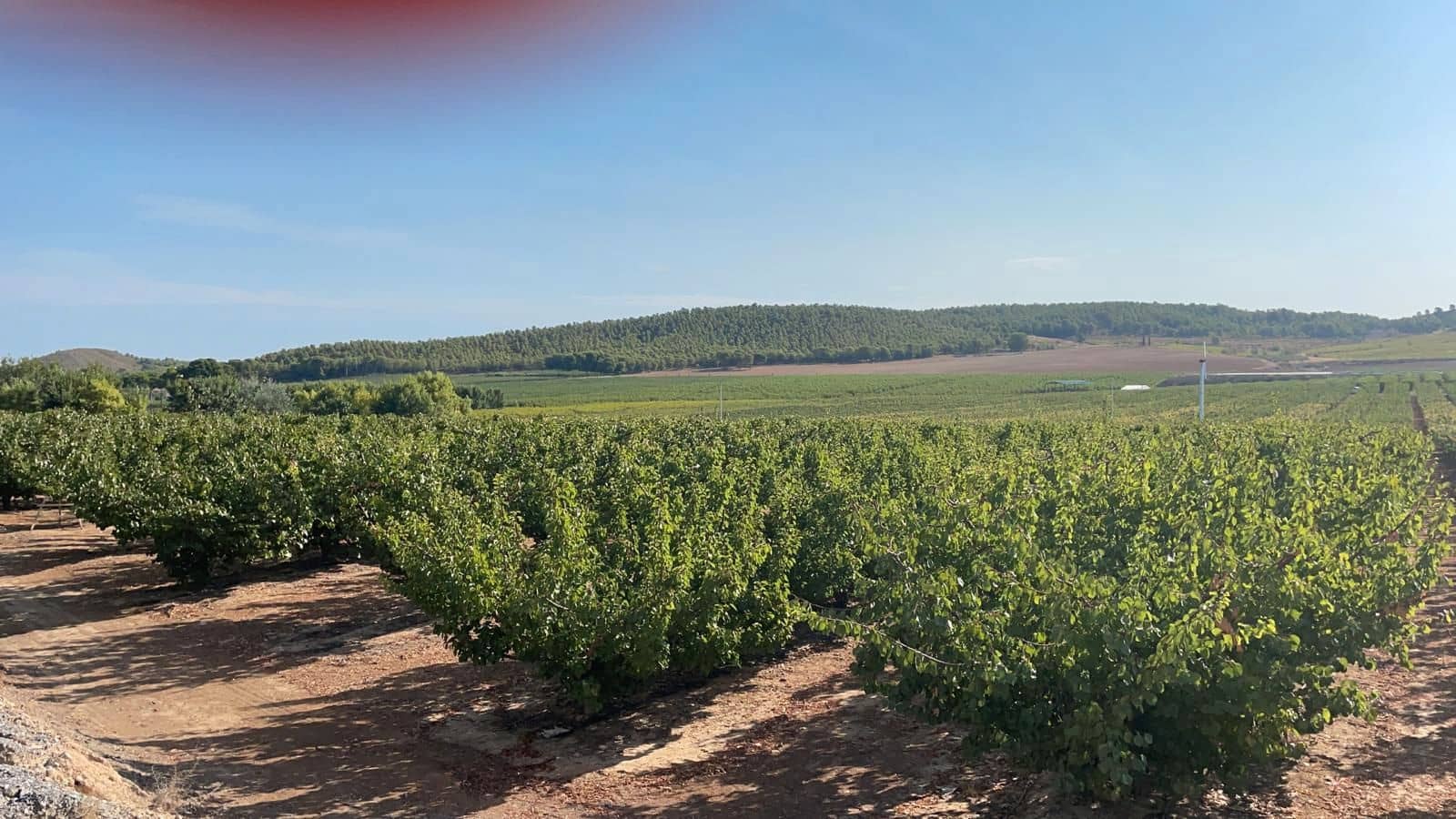 Finca/Country House for sale in Muchamiel / Mutxamel - € 14,000,000 (Ref: 9495107)