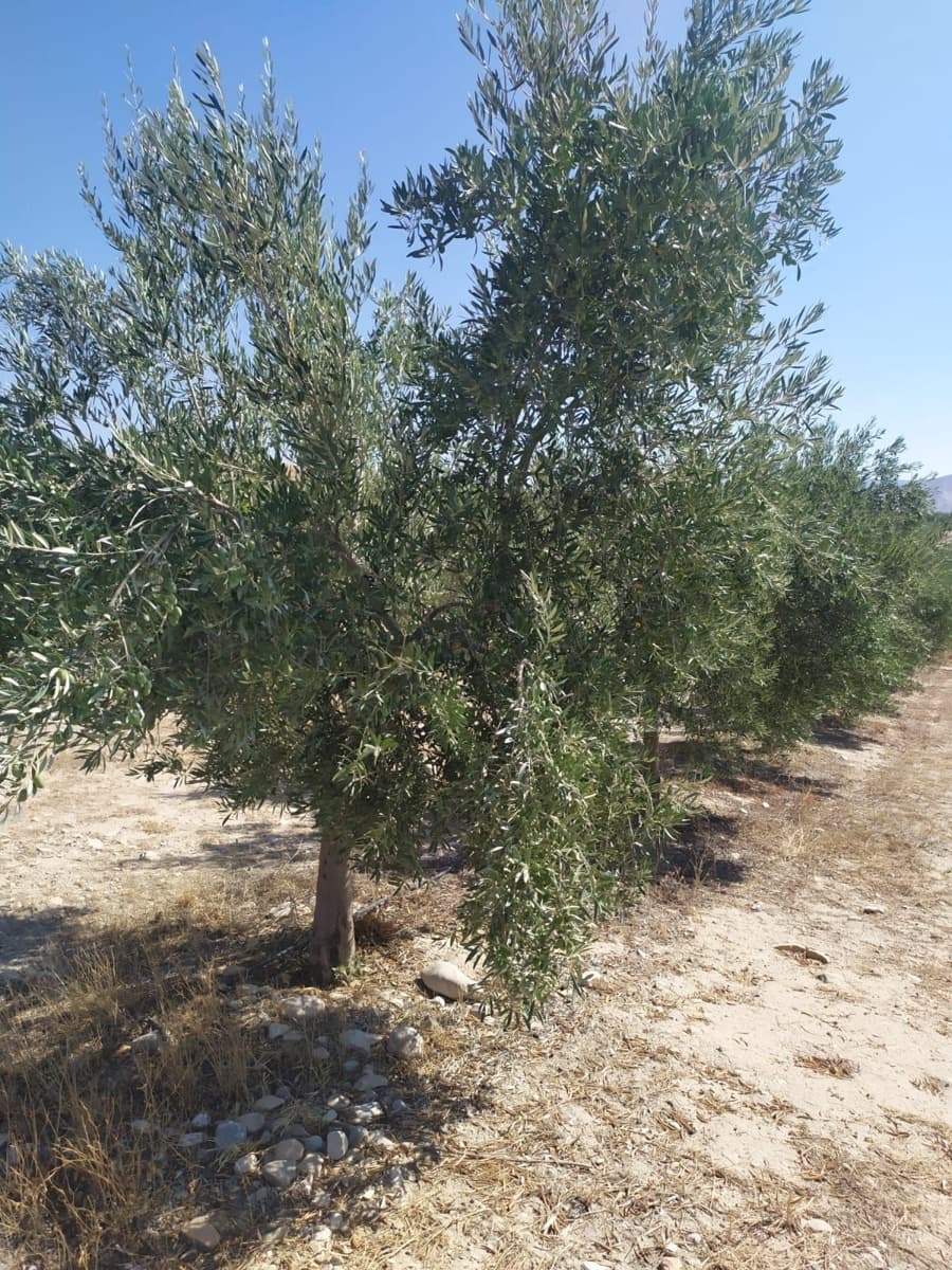 Finca/Country House for sale in Baza - € 3,500,000 (Ref: 9495112)