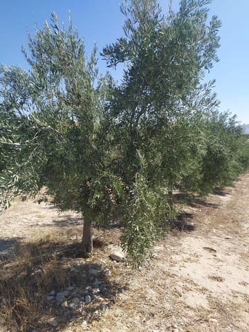 Finca/Casa di Campagna in vendita in Baza - 3.500.000 € (Rif: 9495112)