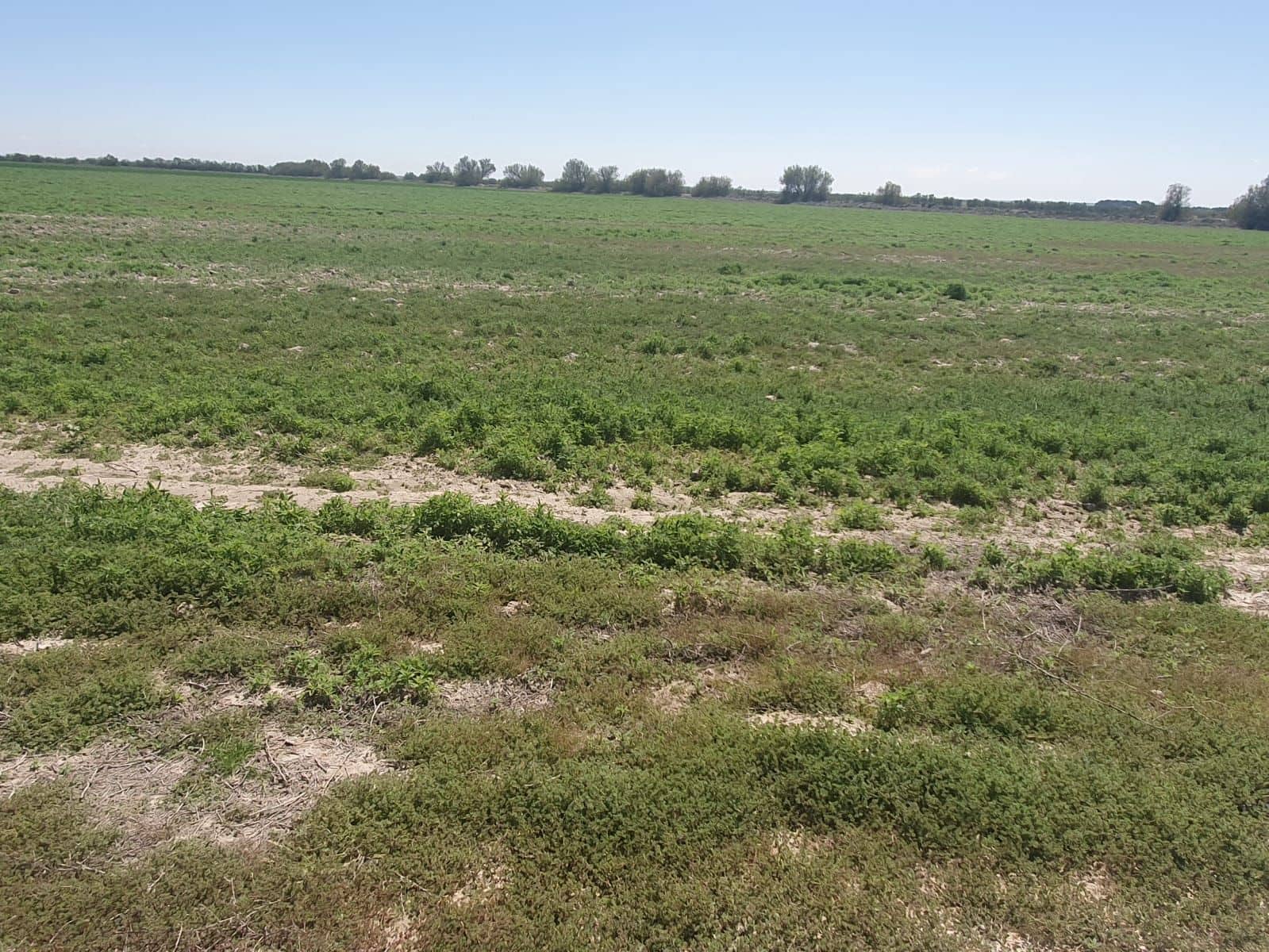 Finca/Herregård til leie i Cehegin - € 2 200 (Ref: 9495113)