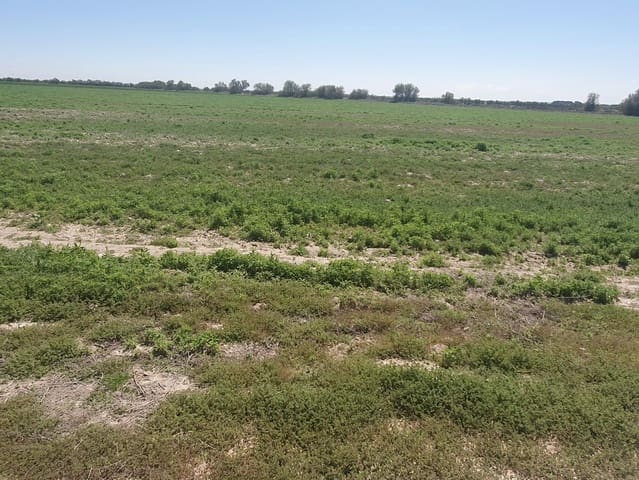 Finca/Herregård til leie i Cehegín - € 2 200 (Ref: 9495113)