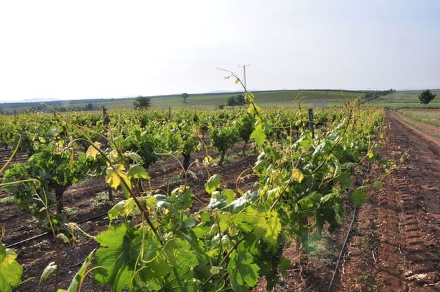 Finca/Herregård til salgs i Yecla - € 3 000 000 (Ref: 9495114)