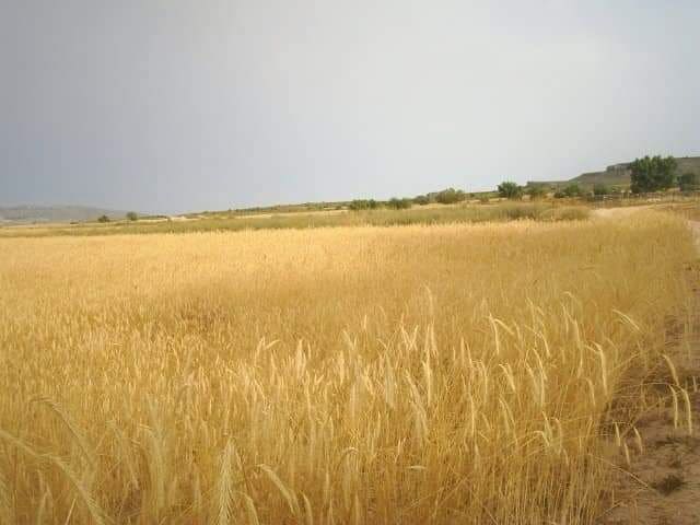 Finca/Country House for sale in Yecla - € 375,000 (Ref: 9495115)