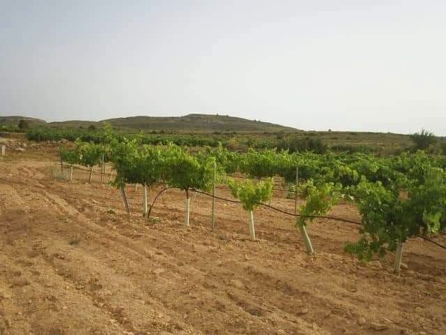 Finca/Country House for sale in Yecla - € 375,000 (Ref: 9495115)