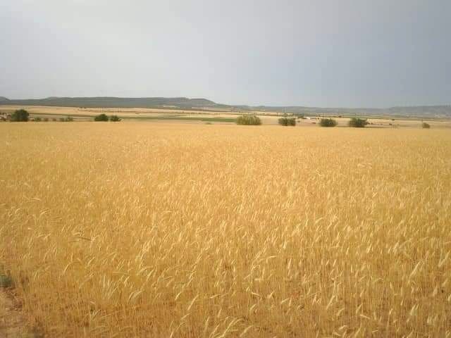 Finca/Country House for sale in Yecla - € 375,000 (Ref: 9495115)