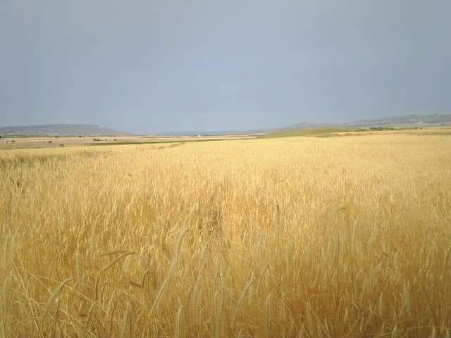 Finca/Country House for sale in Yecla - € 375,000 (Ref: 9495115)