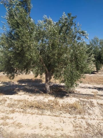 Finca/Herregård til salgs i Jumilla - € 3 000 000 (Ref: 9495116)