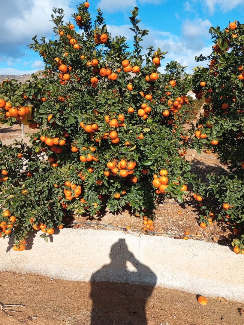 Finca/Country House for sale in San Pedro del Pinatar - € 3,500,000 (Ref: 9495117)