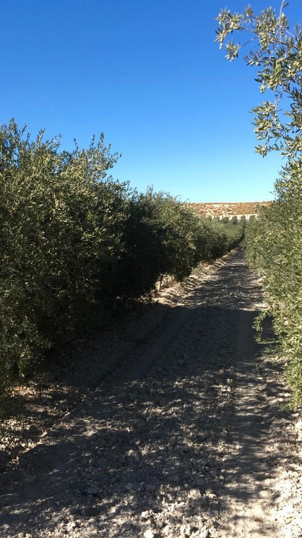 Finca/Country House for sale in Jaen city - € 10,500,000 (Ref: 9495118)