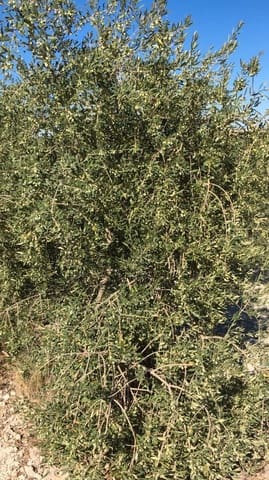 Finca/Country House for sale in Jaén city - € 10,500,000 (Ref: 9495118)