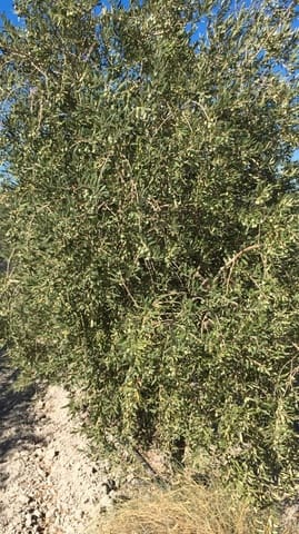 Finca/Country House for sale in Jaén city - € 10,500,000 (Ref: 9495118)